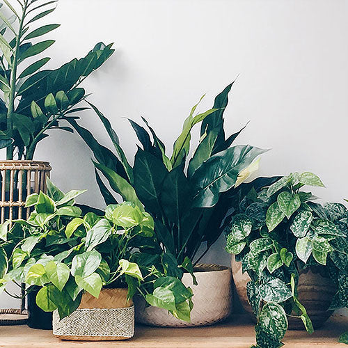 indoor-plants-feature-new
