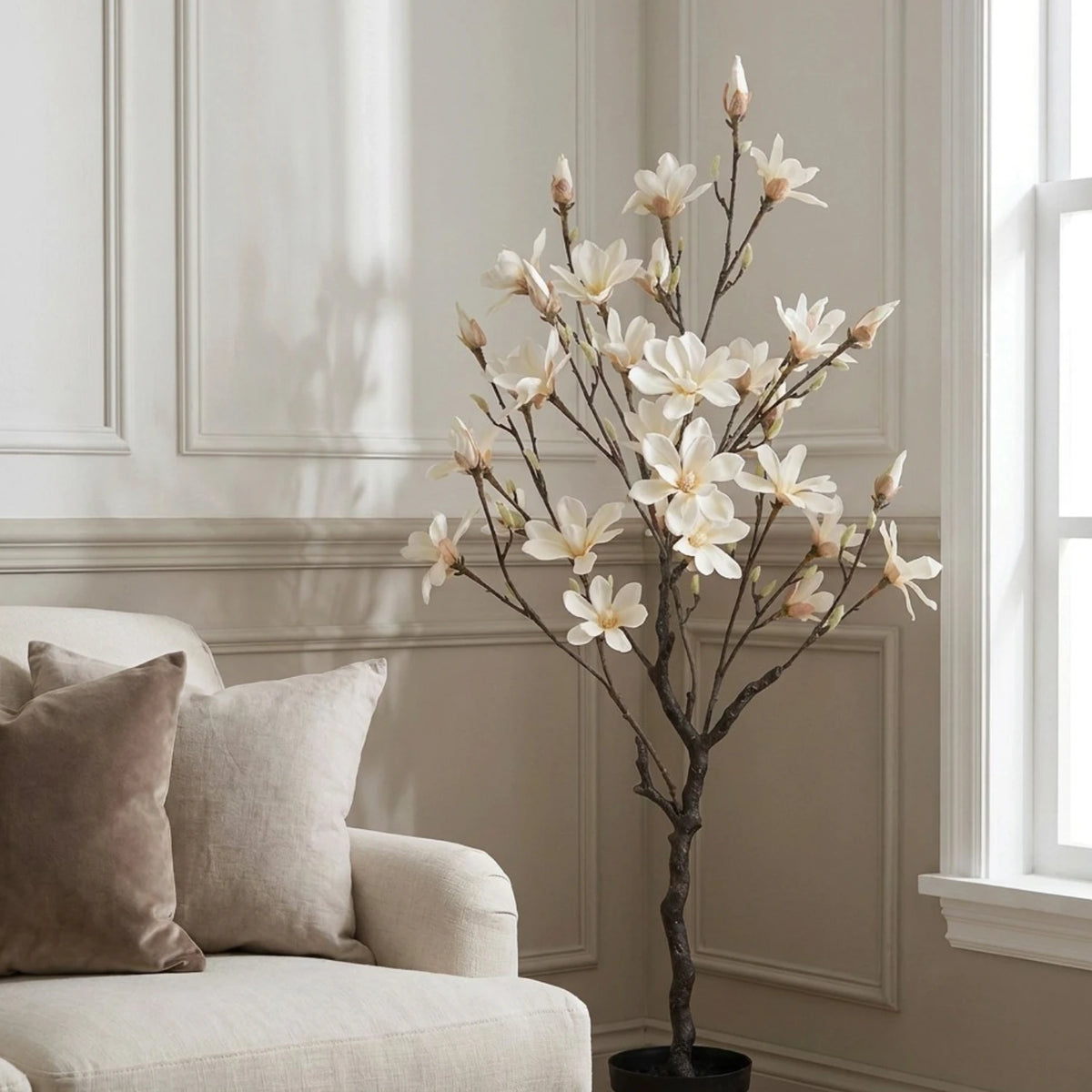 Flowering Magnolia - 130cm