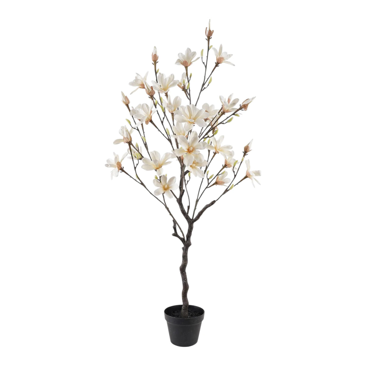Flowering Magnolia - 130cm
