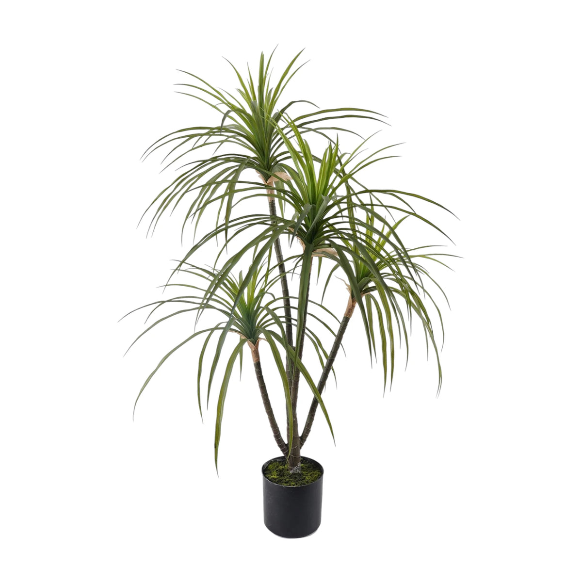 DRACAENA POTTED 100CM