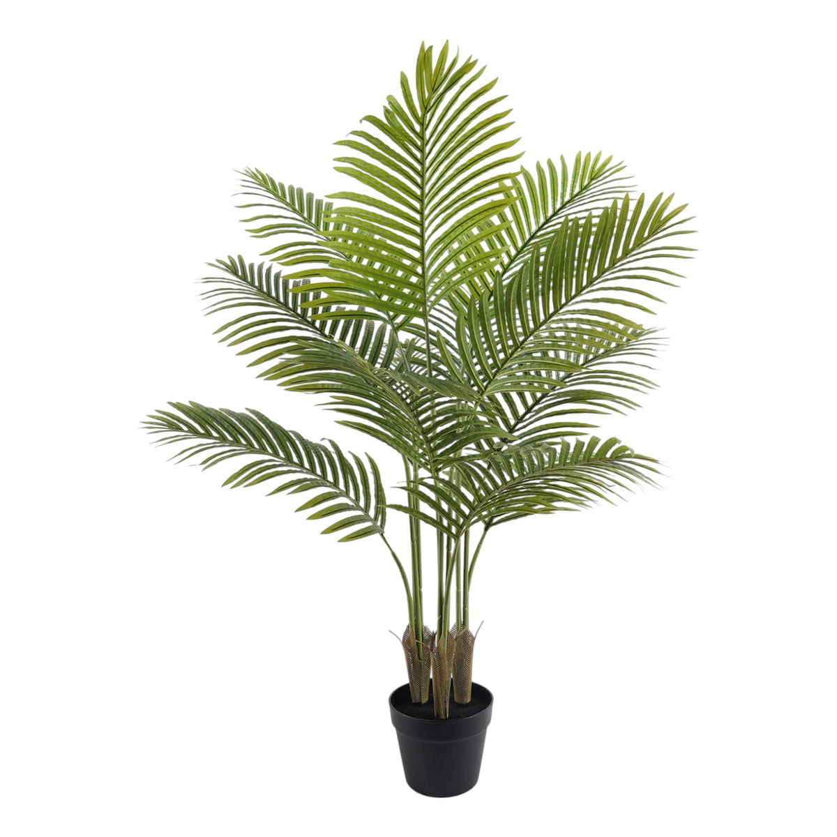Butterfly Palm Tree - 120cm