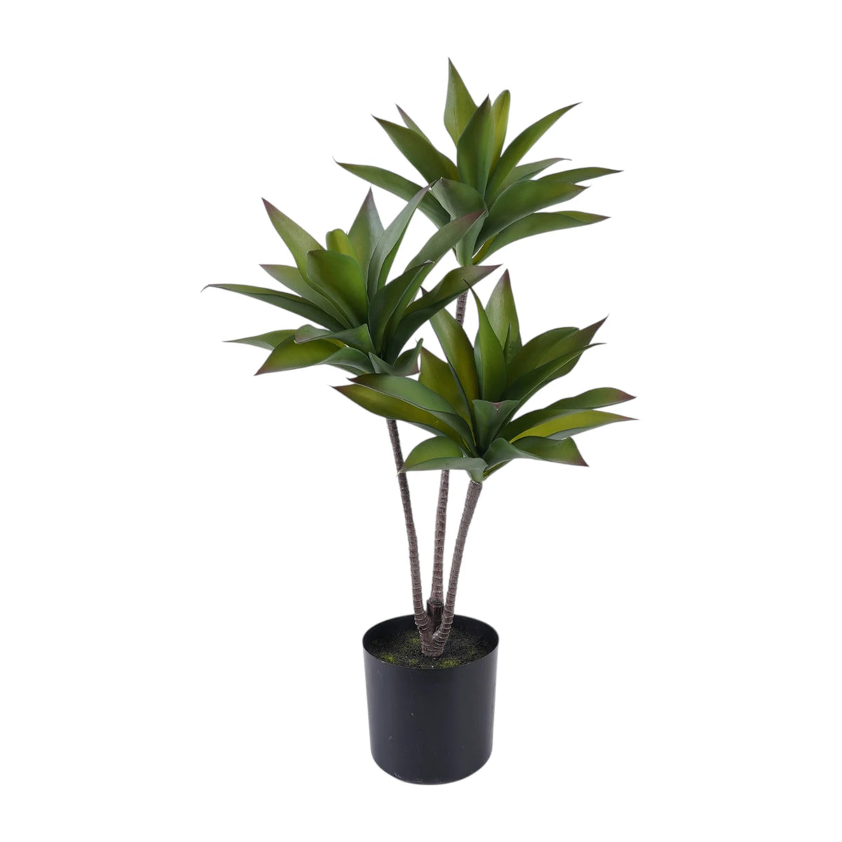 DRACAENA POTTED 60CM