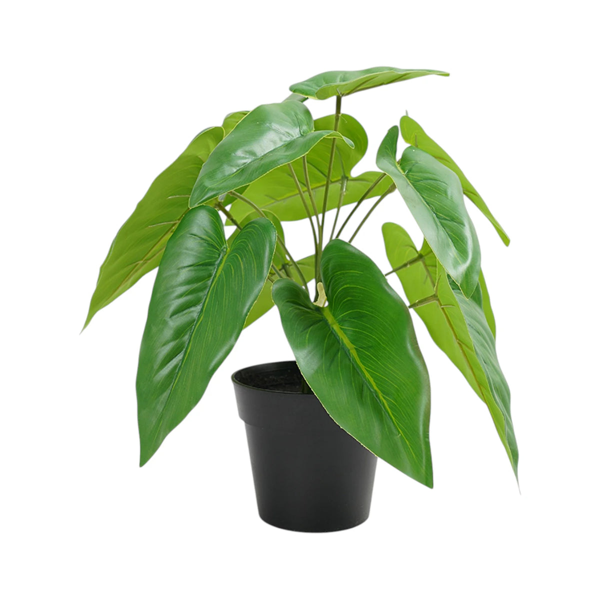 Potted Philodendron - 27cm