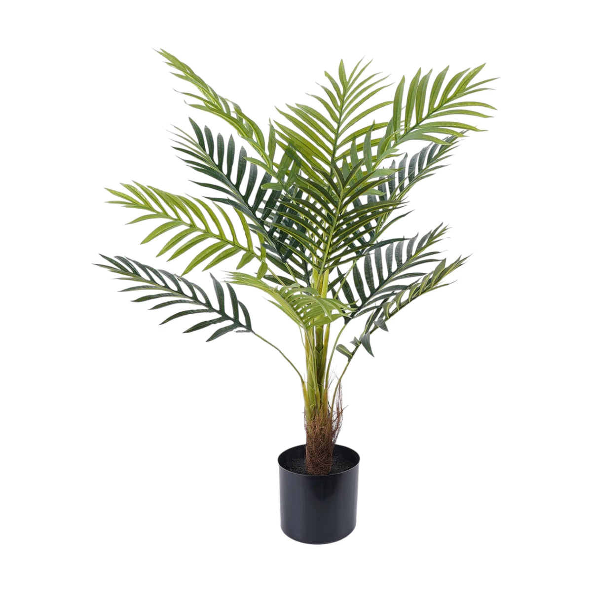 Golden Cane Palm Plant 90cm