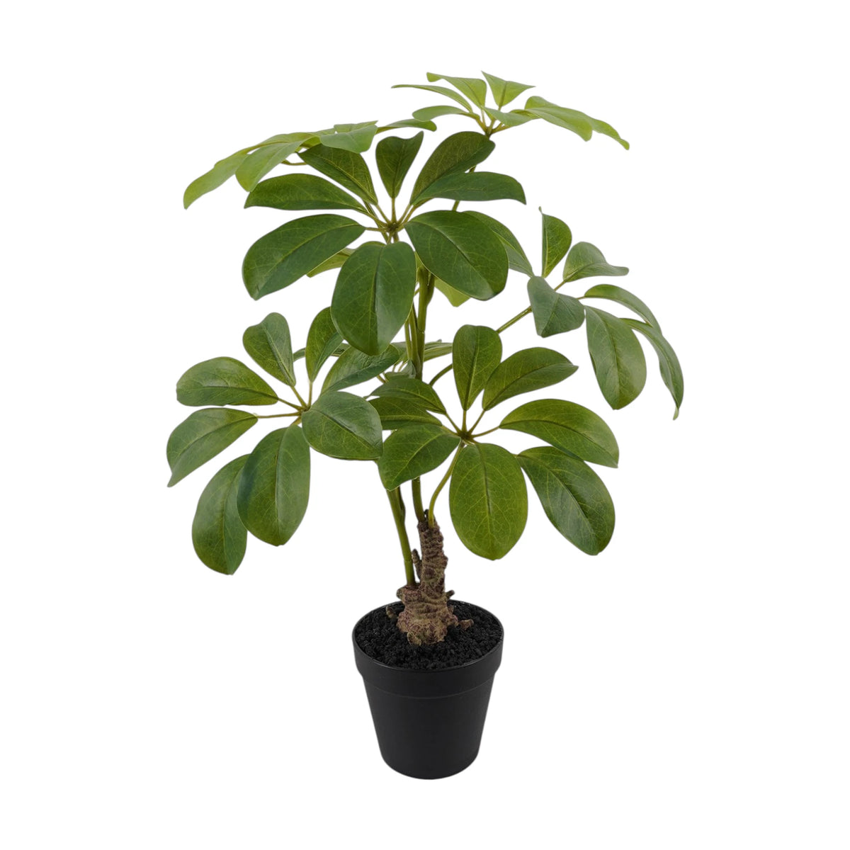 Dwarf Umbrella Tree - 52cm