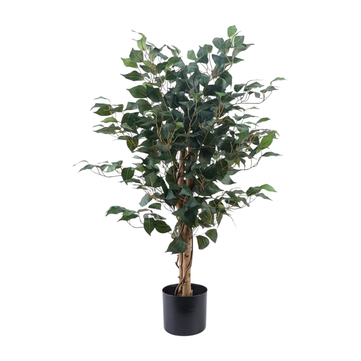 EVERGREEN FICUS 90CM