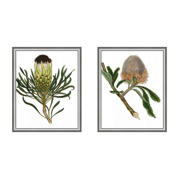 Framed Antique Protea on White I & II $795 each