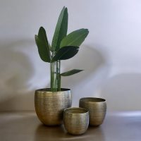 Argo Brass Planter Set IMG6