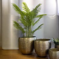 Argo Brass Planter Set IMG7